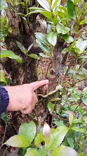 Example of Symbiotic Relationship between three organisms in Forest