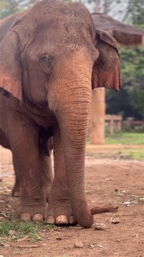 14K views · 705 reactions | Elefanten gehören zu den wenigen Tierarten, die Werkzeug verwenden – ein Zeichen für hohe Intelligenz. Sie nutzen z. B. Stöcke, um sich an schwer erreichbaren Stellen zu kratzen.❤️ : Lek Chailert #elephants #saveelephants #futureforelephants #worthmorealive #tool | Future for Elephants e.V. | Facebook