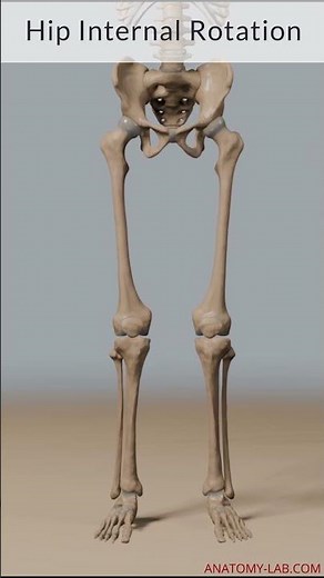 Understanding Flexion, Extension, Rotation, and Circumduction