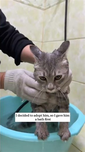 I noticed a stray cat outside my window #rescue #animals #fyp #kitten