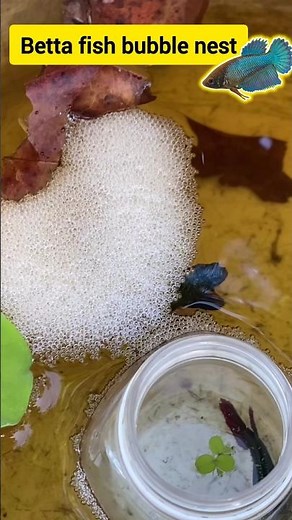 Betta fish breeding||Betta fish bubble nest❤👍😇🤗🥰