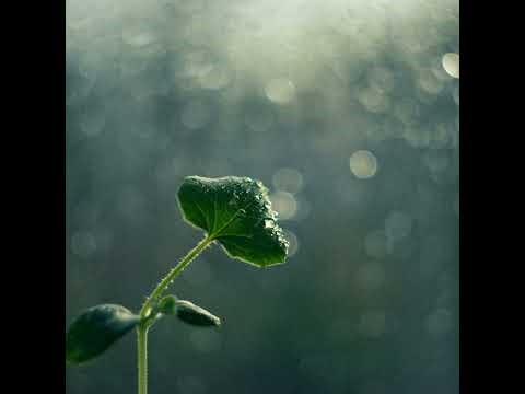 Growing as Spring: Guided Meditation