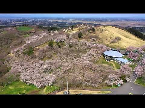 東北の春巡り（８）加護坊山（宮城県大崎市）
