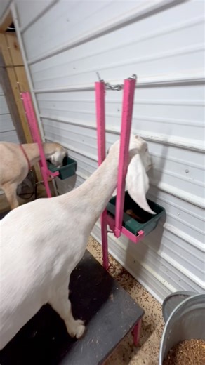 3.6M views · 39K reactions | Morning milking routine ✨ what time do you start milking in the morning? We start around 5-6 am  | Full Moon Farm | Facebook