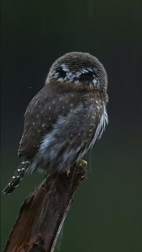 Northern Pygmy Owl - Vancouver Island March 2025