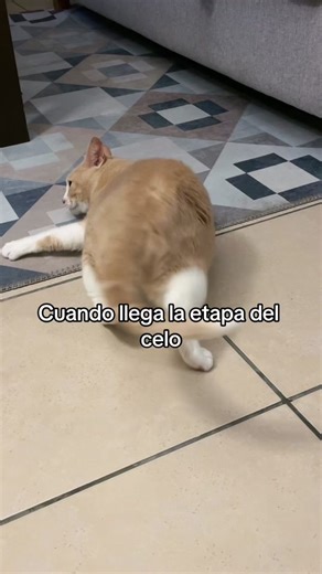 Gatos en Celo: Necesito Pito de Risa