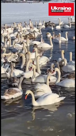 🦢❤️A real fairytale is unfolding in Kyiv — a swan one: dozens of these graceful birds are swimming to the shore of the Dnipro River in the Obolon district. 🌾 During severe frosts, it is hard for them to find food, so caring Kyiv residents are feeding the birds, sharing their kindness and care. | Ukraine Breaking News