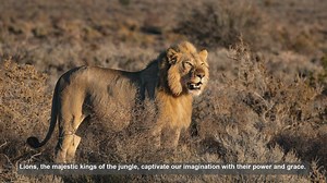 Top 10 Lion Habitats: Where Wild Lions Thrive