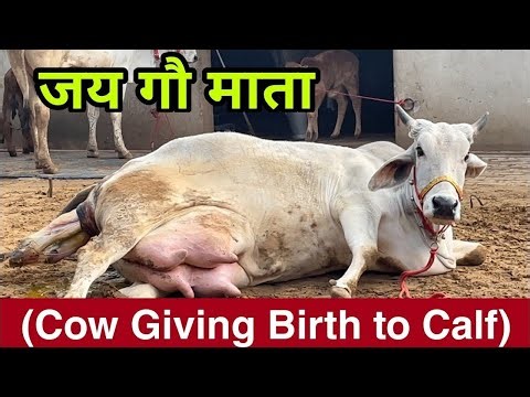 Beautiful Video 😍😍 Cow Giving Birth to Lovely Female Calf ❤️ Must Watch