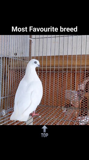 White hungarian Budapest highflyer #pigeon #highflyers | Pets lover