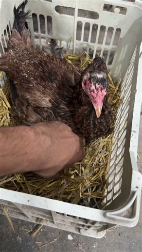 Young Hen about to hatch chick.