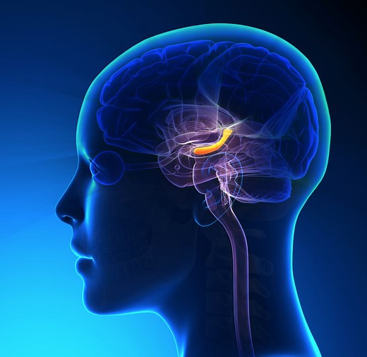 Atrophie hippocampique : conséquence, liens avec Alzheimer