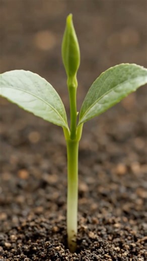 Watch This Lemon Grow 🍋 Incredible Timelapse Transformation