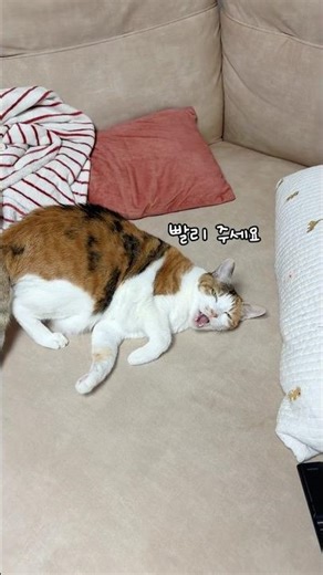 Click the product tag to go directly there♥️ You can also purchase via the profile link♥️ #cat #c...
