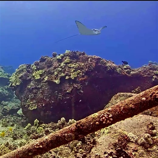 Ray of the Day | MEGA Lab | Live Camera Stream #youtubeshorts #fish #share