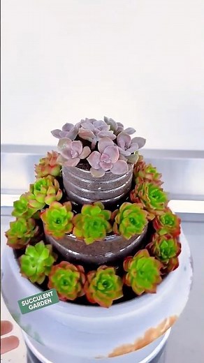 Creative Succulent Decor Ideas to Transform Your Space ✨