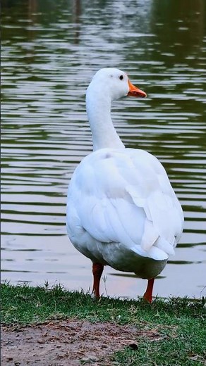 Peaceful White Duck Close-Up | Relaxing Nature Sounds, Calm Lake Ambience.
