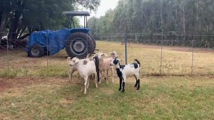 3.3K views · 16 reactions | 6 x goat ewe lambs for sale. R1300 each to take all. Brits, North West  0716051946 #galivestock #galivestocktrader #qualitylivestock #livestocktrader #livestockforsale #livestocktrade #brits #northwestlivestock #livestock #farming #goats #goatsforsale #goatfarming #goatewe #britslivestock #goatfarm #QualityLivestock | GA Livestock Trader | Facebook