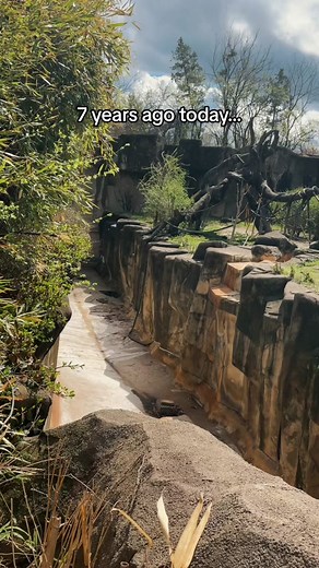 Remembering Harambe: A Tribute to the Cincinnati Zoo Gorilla