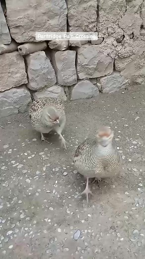 Partridge Pair Crossing | Birds Lover