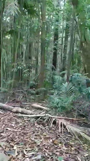 My hike at Mt Glorious