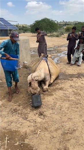 لما سُكِب الماء على الجمل عن طريق الخطأ، غضب وبدأ يغسل رقبته بنفسه