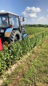 Video | intensive gardening