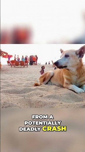 Meet the Aspin Kabang - Hero Dog of Philippines