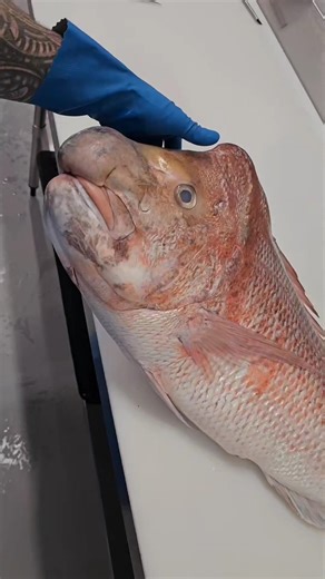 Pink Snapper! Professional Filleting Fish Skills