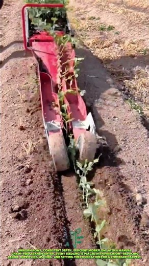 Precision seedling planting: Workflow of a manual chain-fed transplanter