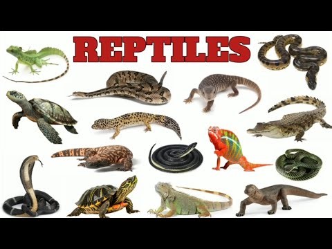 🦎 Reptile Animals with Sound & Video | Reptile Names for Kids | #reptile ‪@StarBeamkids11‬#animals
