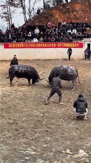 Real Bullfighting Footage: A Glimpse into Traditional Spanish Culture
