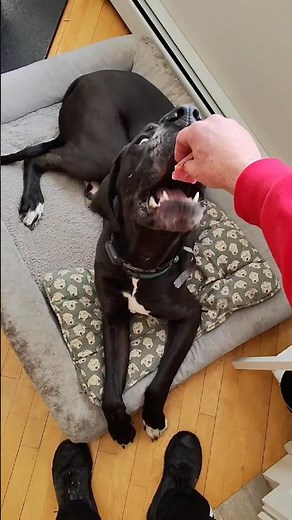 How to Give Your Dog Pills (Without Cheese!)