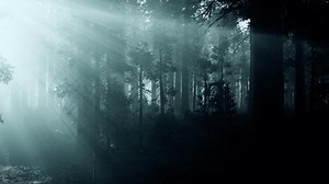 black tree trunk in a dark pine tree forest