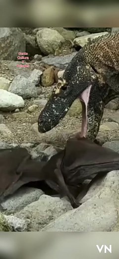 Komodo Dragon eats bat . #komododragon #bat #javierdesdeny #genteculturaypaisajes