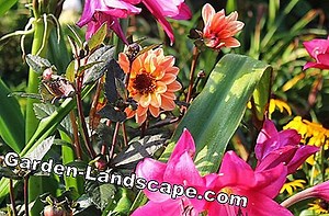 Plants: Fertilize Dahlias - My Beautiful Garden | 2025