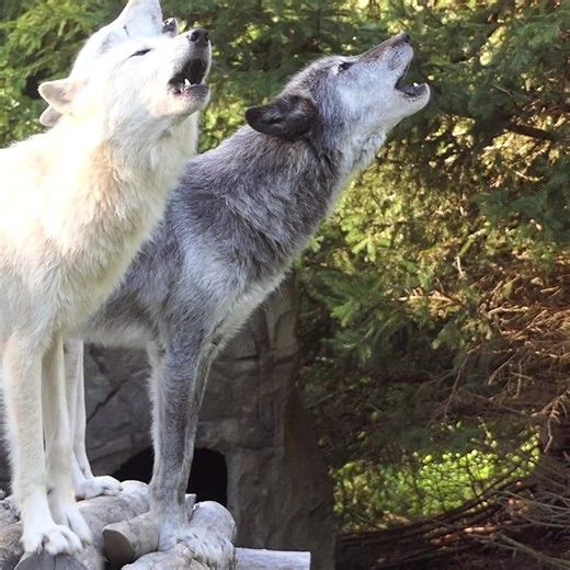 155K views · 10K reactions | Wolf howls stir something deep inside our souls... the wild is calling  | Wolf Conservation Center | Facebook