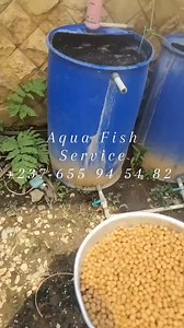 Fish farming at home, it is very easy you don't need much money to start something Pisciculture a domicile, c'est très facile vous n'avez pas besoin de beaucoup de moyens pour commencer | Aqua Fish Service