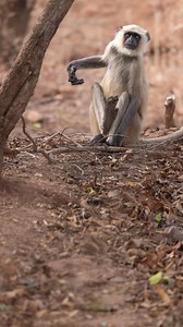 Say hello to the langur, a the most chaotic and mischievous animal out in the central Indian jungle! If you like the look of the ring I’m wearing in the intro, then use the code 'jjrheams' to get 25% off your order with Gentle bands! https://bit.ly/3EhOj56 . . . #wildlife #wildlifephotography #nature #wildlifefilm #monkey #monkeysofinstagram #india #safari #langur | Jacob Rheams Photography