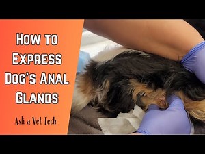 How to Express Dog's Anal Glands - Veterinarian Recommended Way- Full Expression in Video