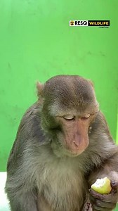 10K views · 1.3K reactions | Rescued a fortnight ago for a fractured limb, this Rhesus Macaque has undergone surgery and is currently under observation at the RESQ Wildlife TTC, Pune. You can find him basking in the sun, taking naps or chomping on either peanuts or some fruits. He will be with us for some time until he makes a full recovery on his limb, and is fit to for release into a suitable habitat! #HelpRESQHelpAnimals #SpeciesNoBar | RESQ Charitable Trust | Facebook