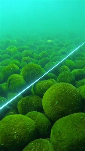 Oliver Knott | Save the biggest Marimos in the world 💚 ✨ In Lake Akan, Hokkaido, rare algae balls called Marimo (Aegagropila linnaei) roll with the... | Instagram