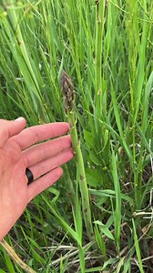 4.3M views · 10K reactions | This is, of course, a wild plant that...