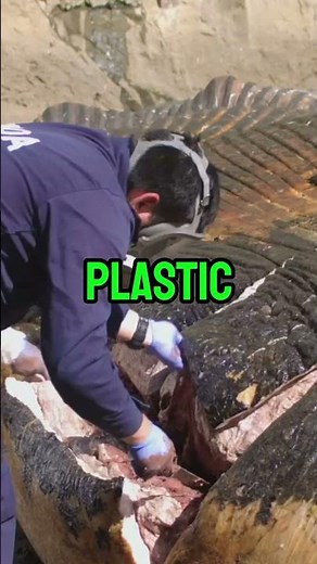 What’s Inside a Whale’s Stomach? The Shocking Truth! 🐋🌊