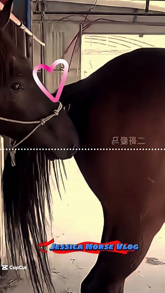 Jessica horse vlog (@jessica.horse.vlog) - Understanding Stallion Breeding Behavior in Horses