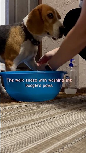 Your dog does the same after a walk? #beaglecrew #doglife#beagle#shorts