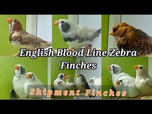 English blood Line Zebra Finches || Exhibition Zebra || Pairing set for upcoming breeding season