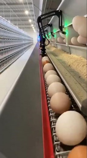 Automated Egg Collection Works | Modern Smart Poultry Farming Technology