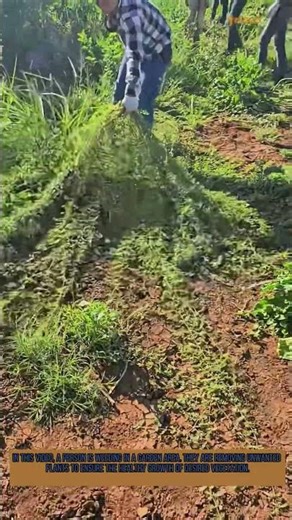 Weeding: Essential for a Healthy Garden