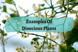 A Comprehensive Guide To Dioecious Plants With Examples - The Gardeners World
